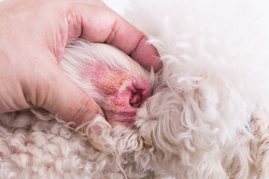 犬の耳血腫とはどんな病気？症状や原因、治療法と予防法を解説