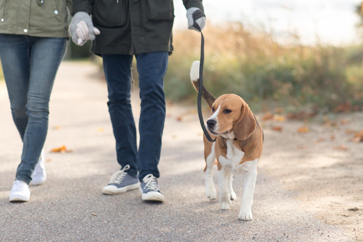 犬の危険な『歩き方』5選！普段と違う動きをしていたら病気も疑って！