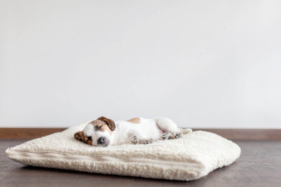 犬の寝床の選び方！購入前に見るべきポイント、おすすめ商品8選