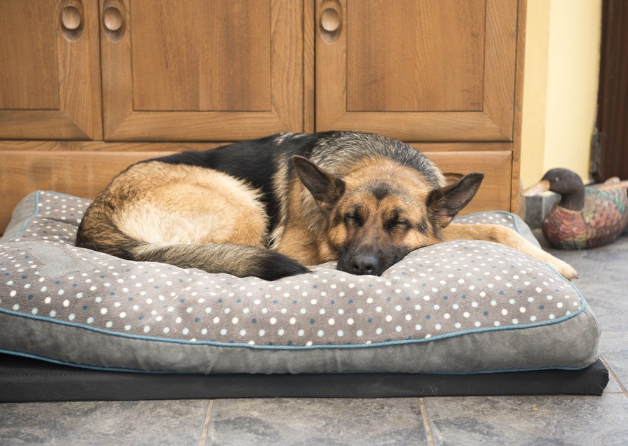 犬が快適に眠れない『NGな寝床』４選！ベストな環境を作るコツや注意点を解説