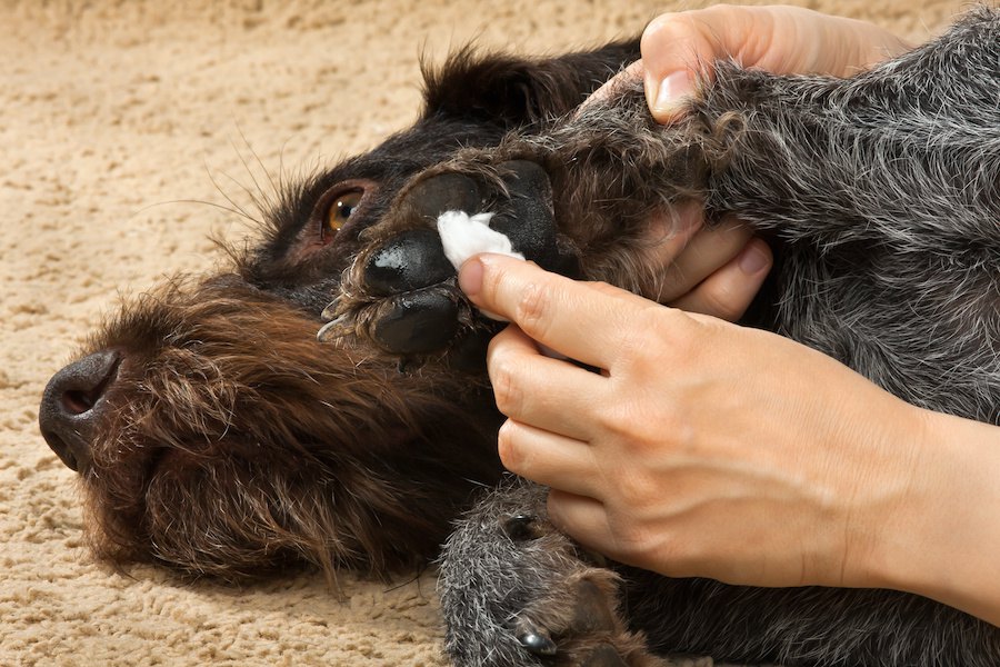 犬の肉球クリーム、塗っても舐めちゃうときの対処法は？