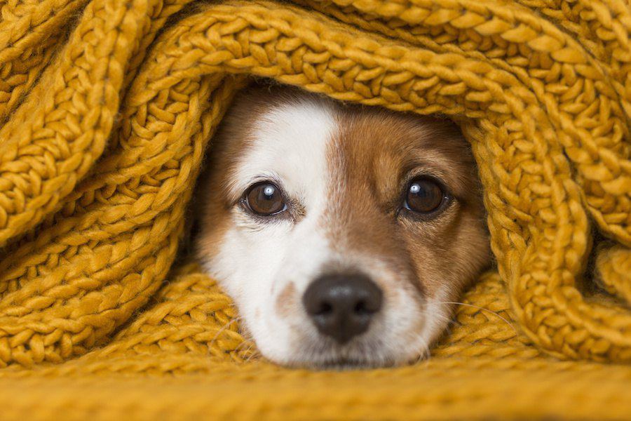 犬が寒いと感じる温度は何度？秋冬の適切な温度や対策方法について