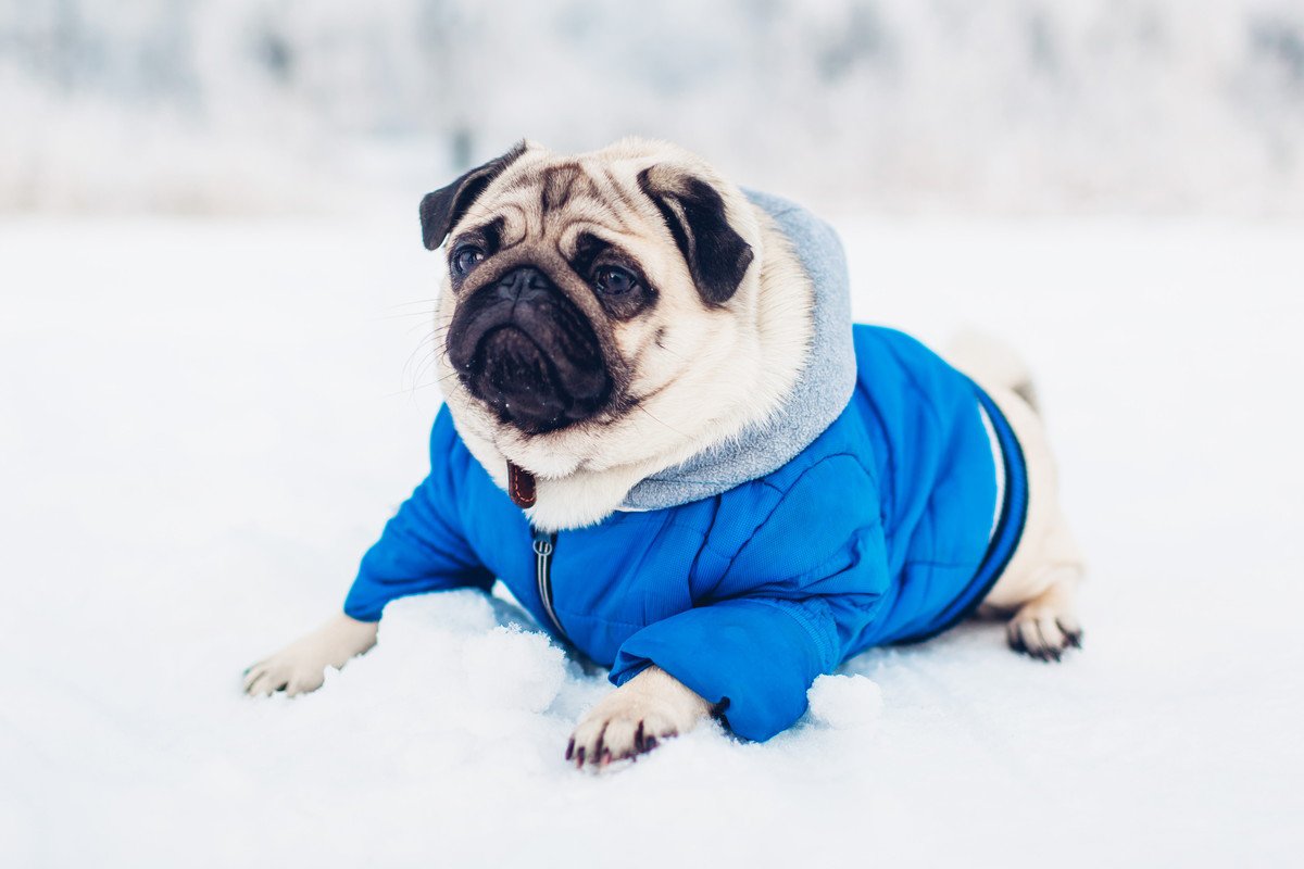 犬を『冬に散歩させる時』の注意点5つ！防寒や帰宅後のケアとは