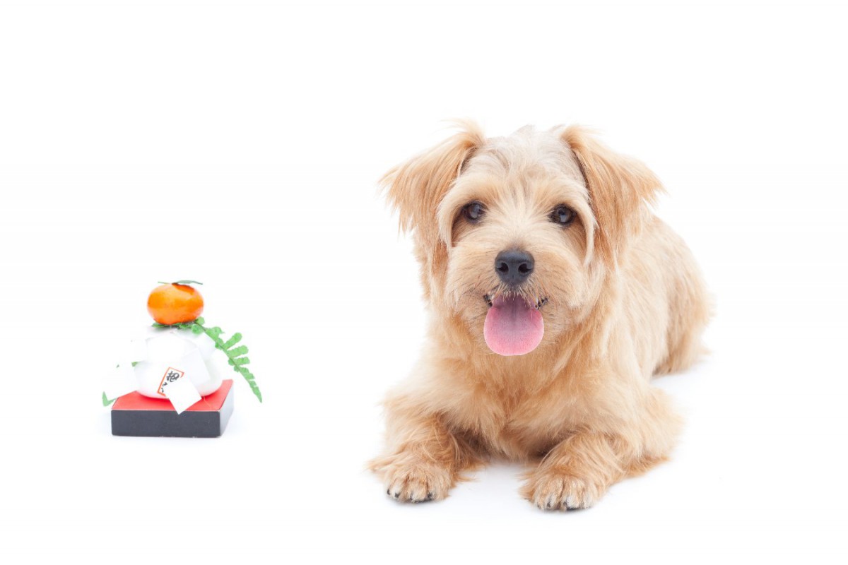 犬に絶対与えてはいけない「年末年始の食材・食べ物」3選！食べてしまった時の対処法は？
