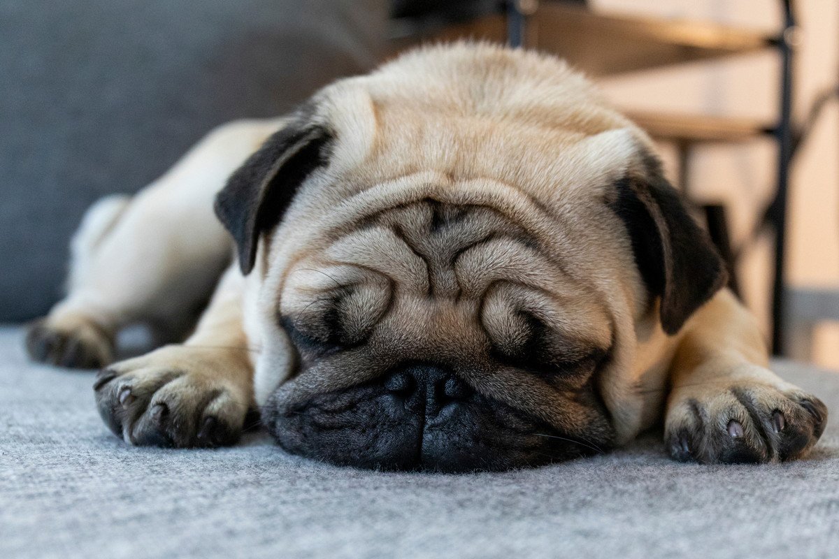 犬が『自分のベッドを使わない』心理5つ　主な理由や寝てもらうためにできることとは