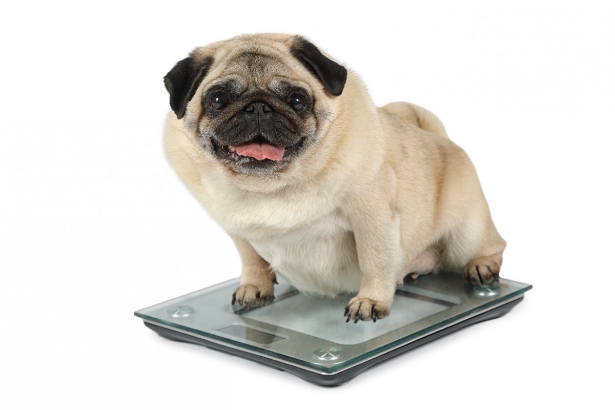 犬が肥満になる『NG生活習慣』5つ！寿命を縮めている可能性も