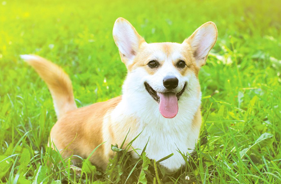 犬が喜びを感じているときのサイン６つ！これに気づけたらもっと仲良くなれるかも♡