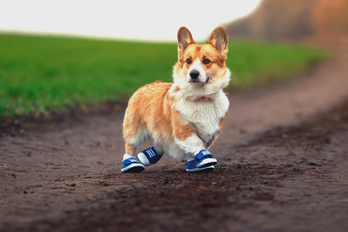 犬に靴は必要？履かせるべき5つのタイミングと嫌がらないようにするための工夫とコツ