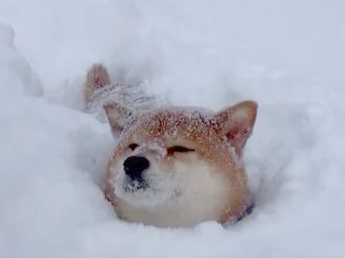 犬と大雪の中お散歩した結果…驚きの光景に1万いいね集まる「これぞ本物の雪風呂だ」「柴犬粉砂糖がけ」驚きと絶賛コメント続々