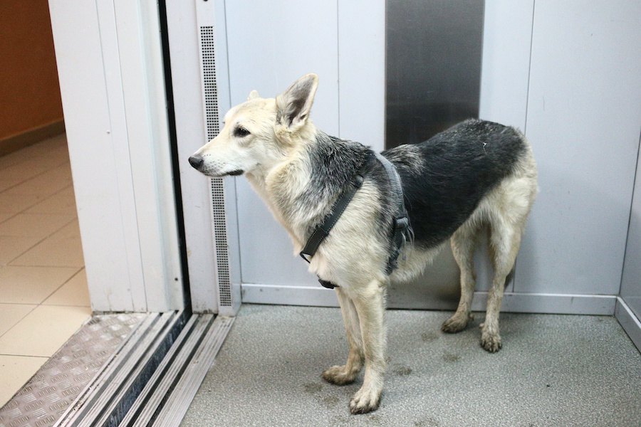 エレベーター内で多発する犬の事故。３つのケースと対策法