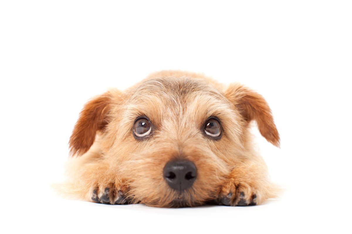 犬の「反省サイン」3選！よくする仕草や行動、接し方のコツまで紹介 