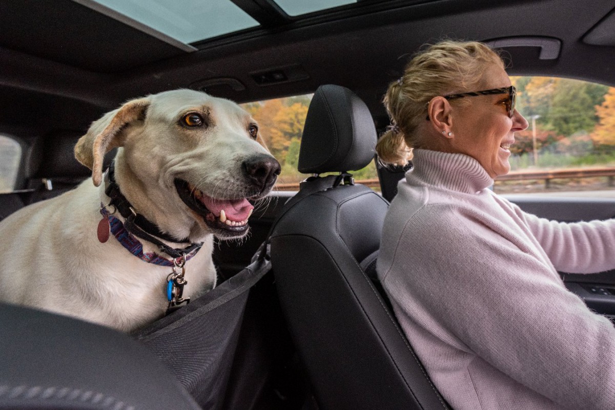 ドライブベッドおすすめ１１選！愛犬が安全&快適に車内で過ごせるアイテムの選び方