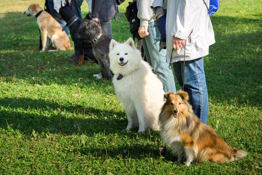 罰を使うトレーニング方法が犬に及ぼす悪い影響を明らかにした研究結果