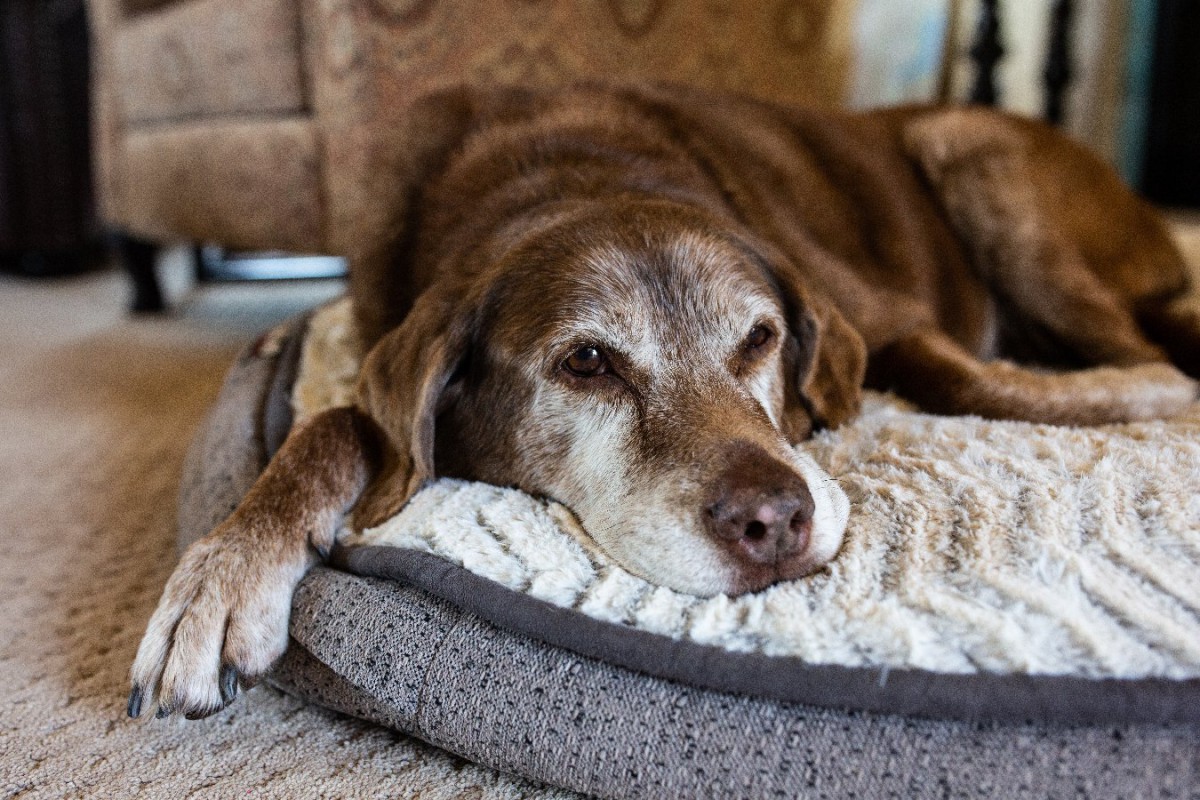 老犬が起き上がれない原因とは？介護を楽にする対処法や寝たきり対策 