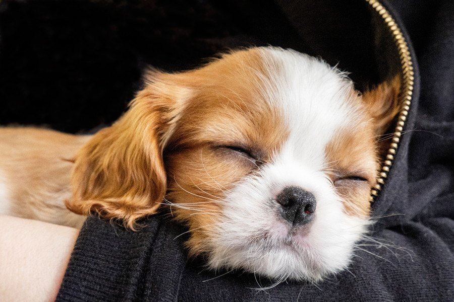 犬が飼い主の腕枕で眠る心理４選！どんな気持ちで眠っているの？♡