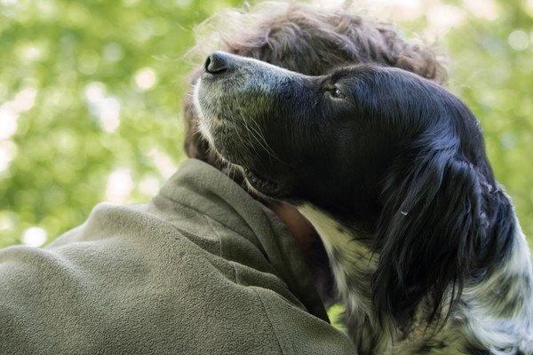 PTSDセラピー犬を訓練することがセラピーになるというリサーチ結果