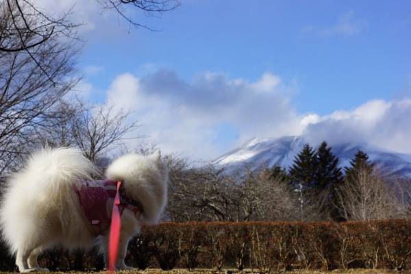 愛犬と楽しめる軽井沢の公園２選