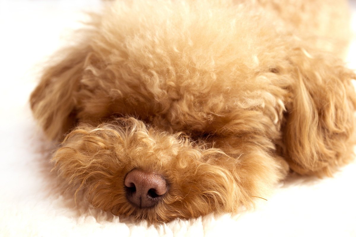『愛犬が死ぬ夢』を見る意味とは？3つの心理状態を解説
