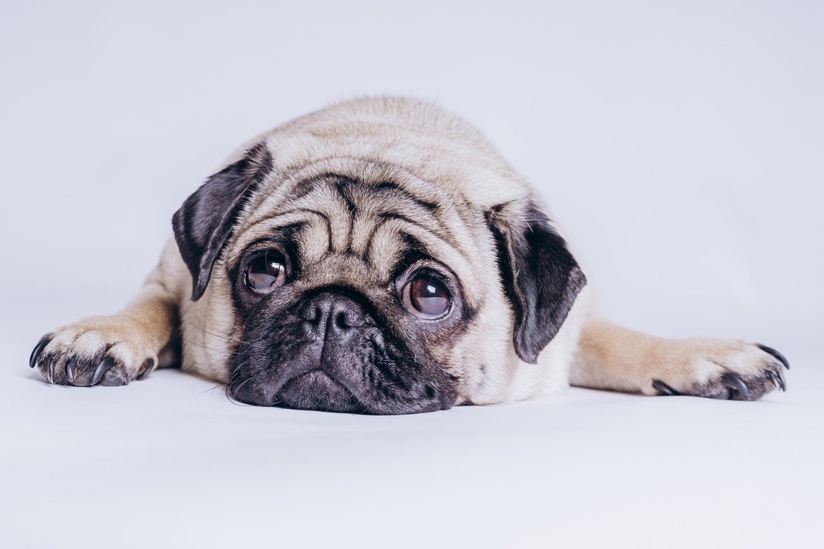 なぜ犬の目はうるうるしているの？6つの理由や病気の可能性とは？