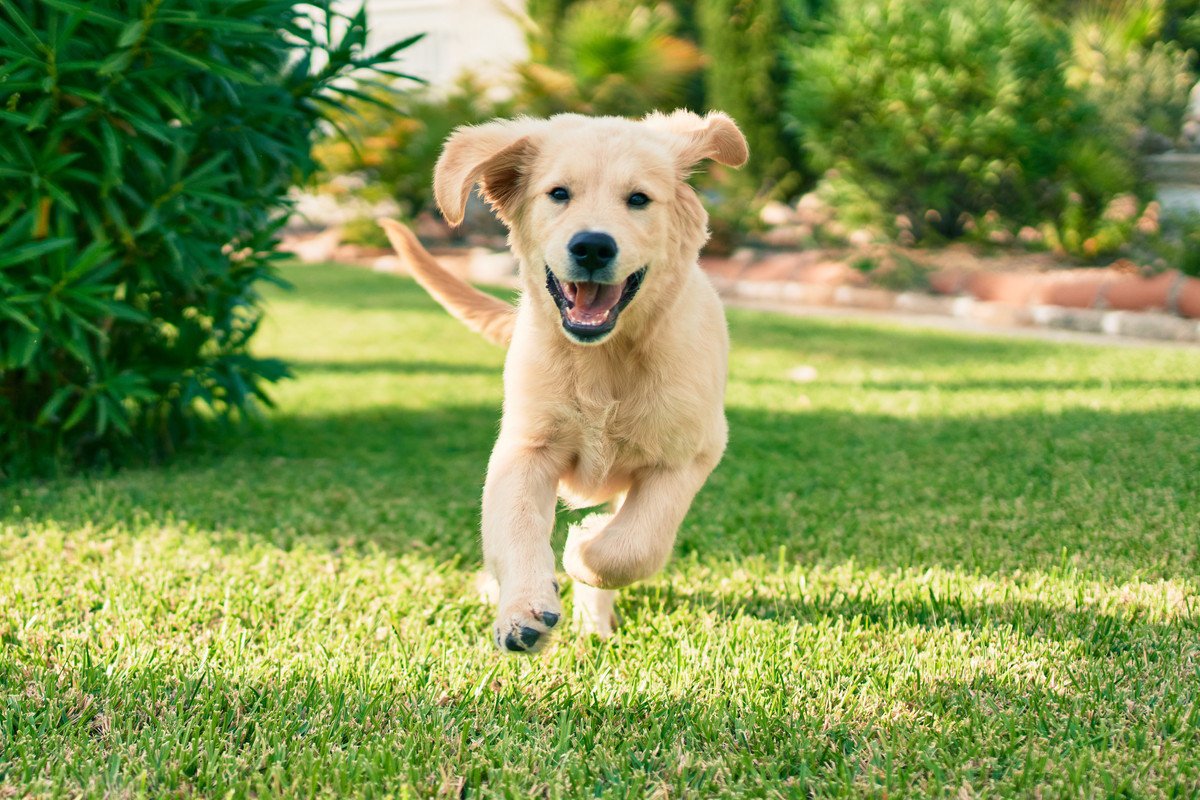 犬が本気で嬉しい時に見せるリアクション４選！嬉しい気持ちが溢れた行動や仕草を解説