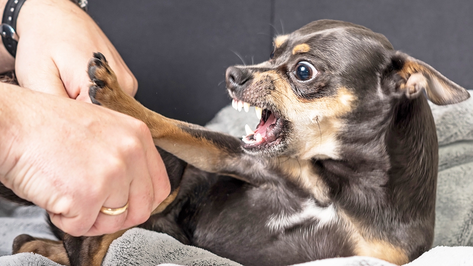犬の咬傷事故予防の心得