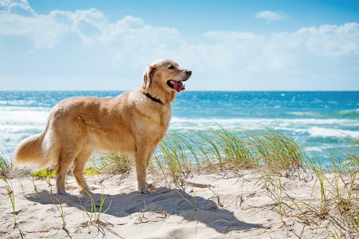 愛犬と海辺 | ethicsinsports.ch