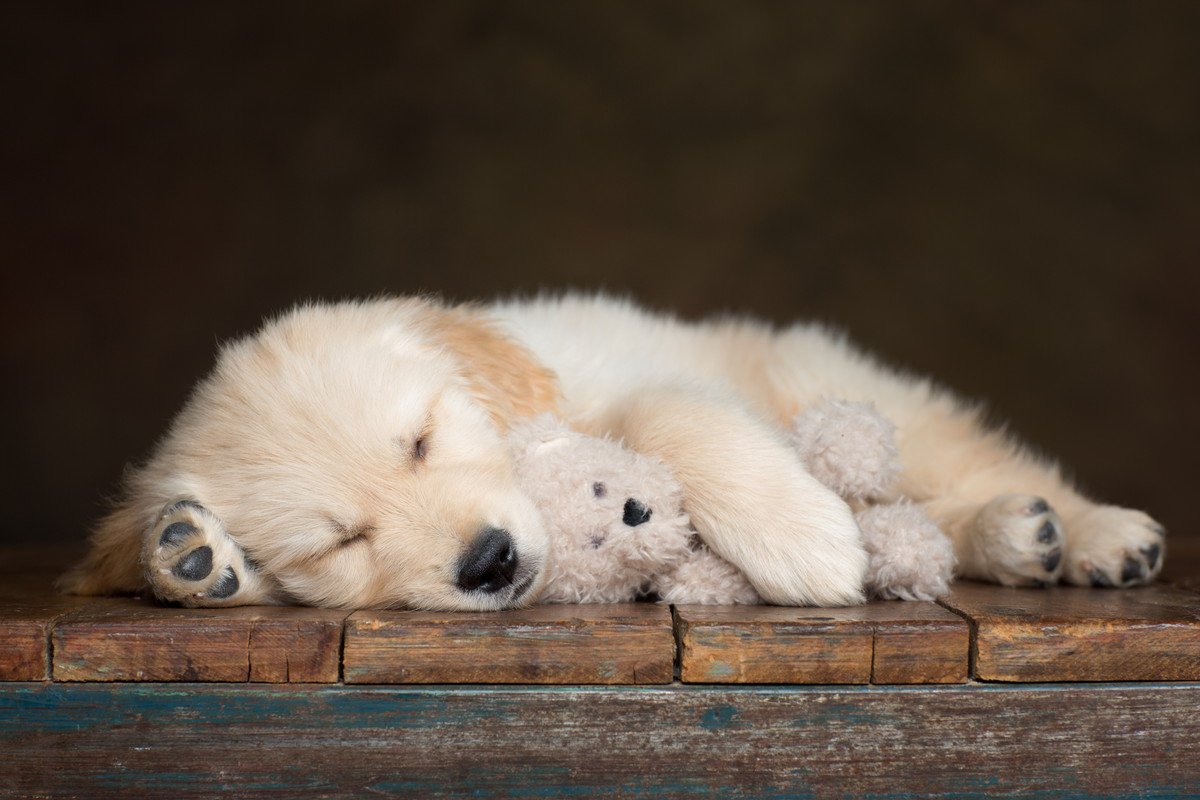 犬が熟睡している時に見られるサイン4つ！快適に眠ってもらうために飼い主が用意すべき環境とは？