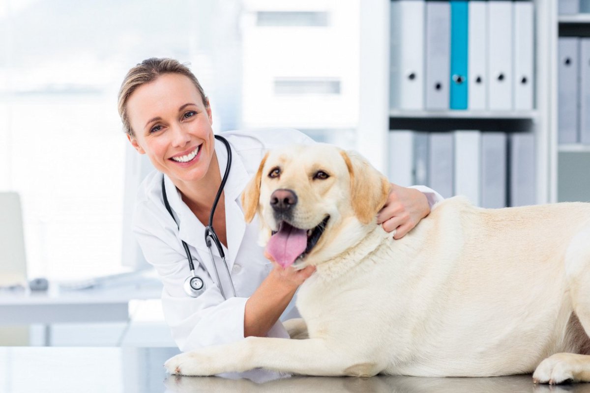 愛犬のためのおすすめ健康チェック法6選！予防こそ最善の治療