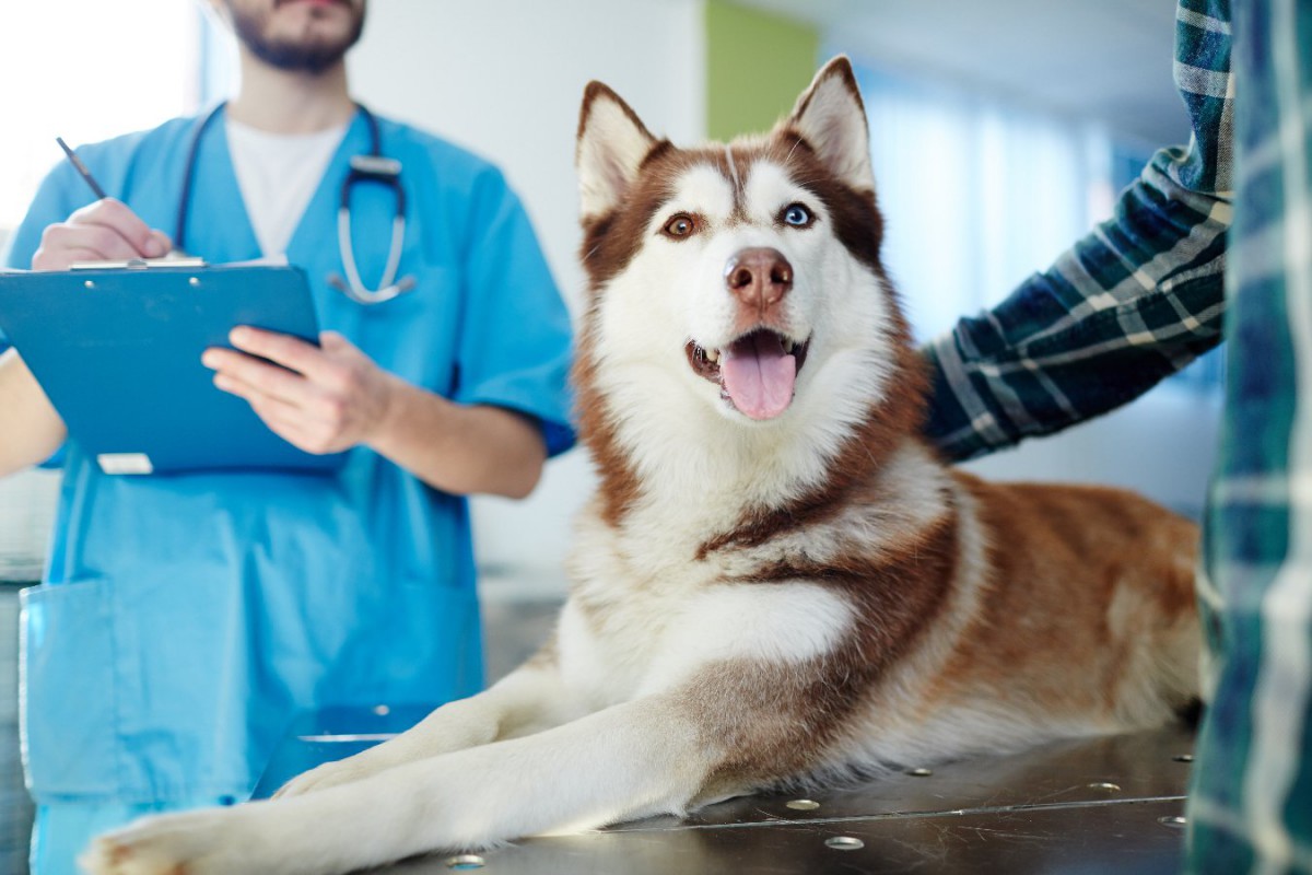 犬の抗ガン剤副作用による下痢治療薬を米国医薬品局が承認