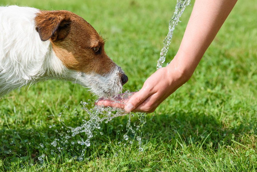 犬が水をよく飲むようになる原因とは？