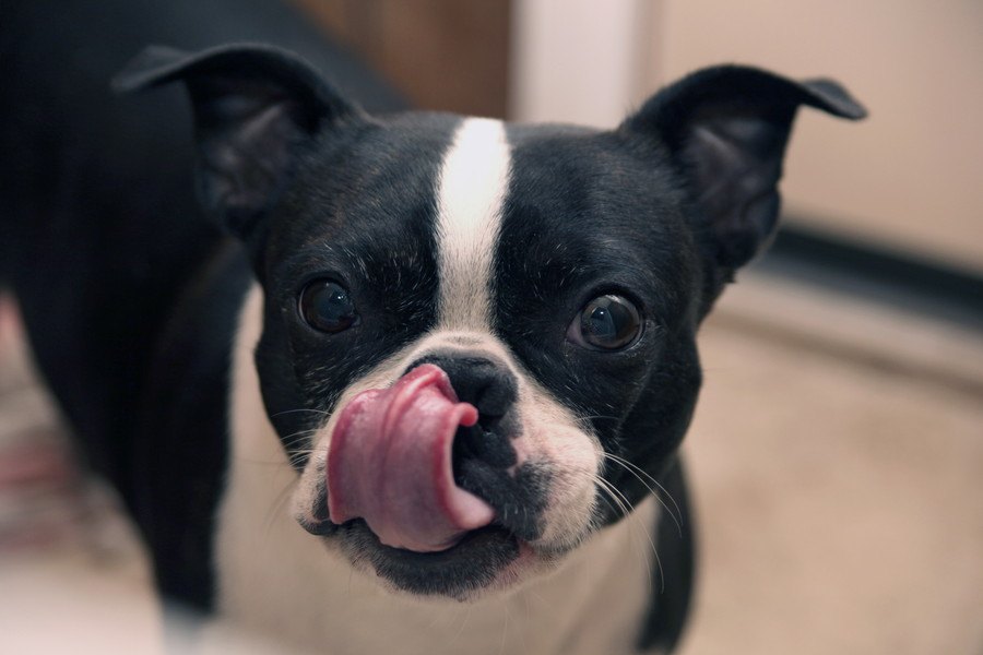 犬が口の周りを舐める心理４選