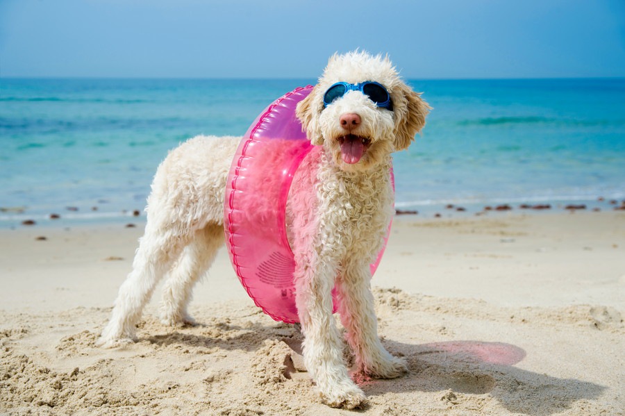 夏は愛犬と一緒に海！メリットと気を付けること