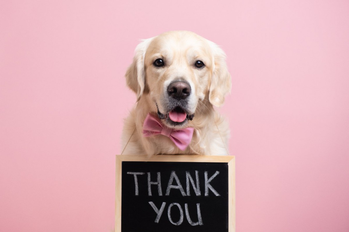 犬が『ありがとう』を表現しているサイン４選！あなたに対して感謝をしている仕草や行動とは？