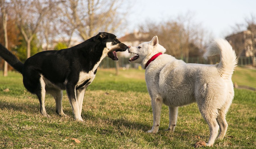 先住犬と二匹目の犬が喧嘩をしてしまう…主な原因と対処法