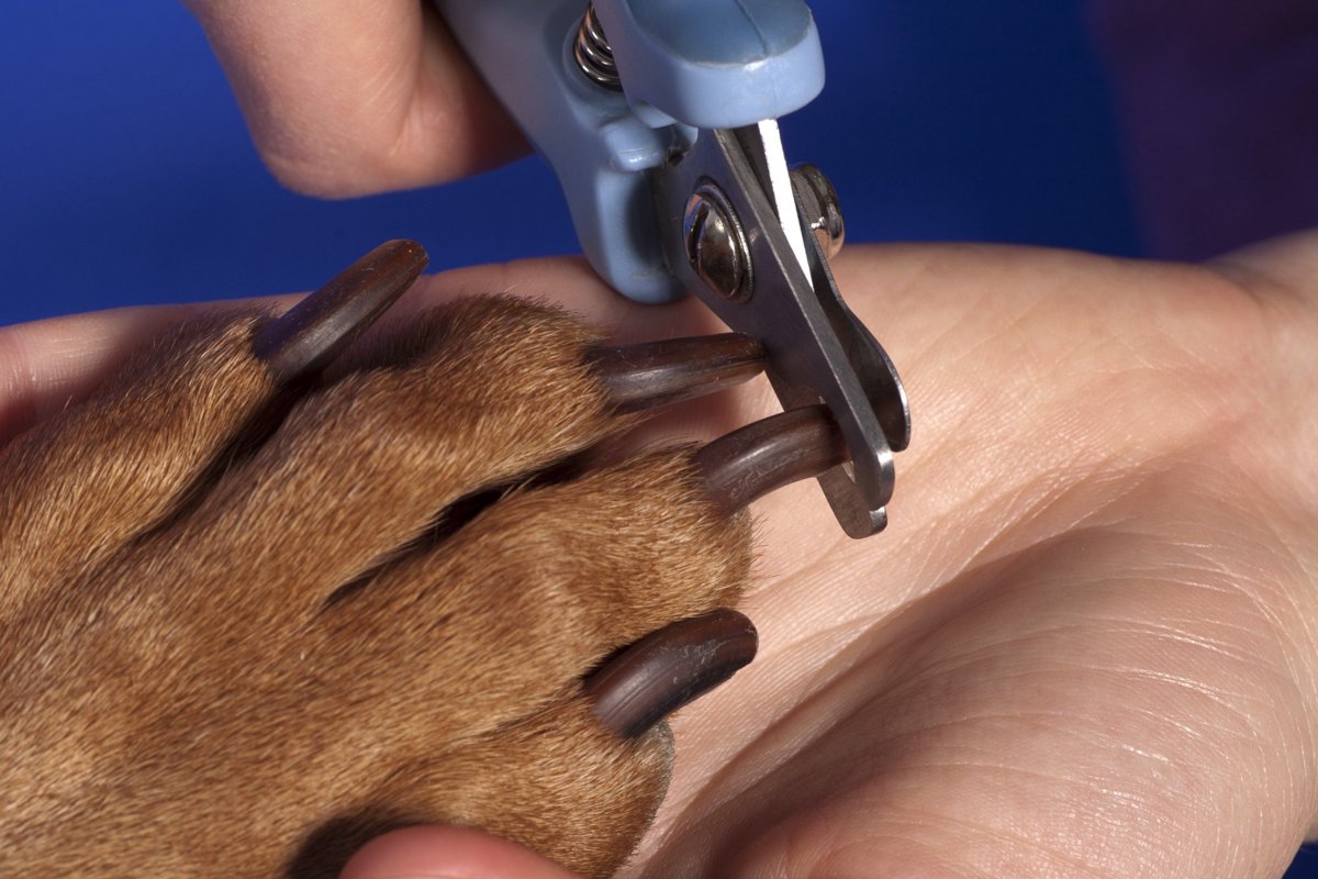 犬の爪切りで黒い爪を切る方法！準備するものから注意点まで