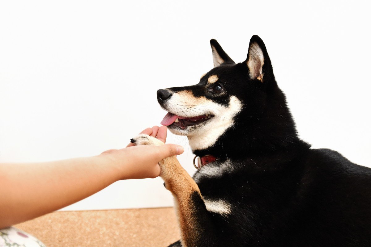 愛犬の賢さを測る『知能テスト』6つの手順！お家で楽しくできる方法とやる時の注意点を解説
