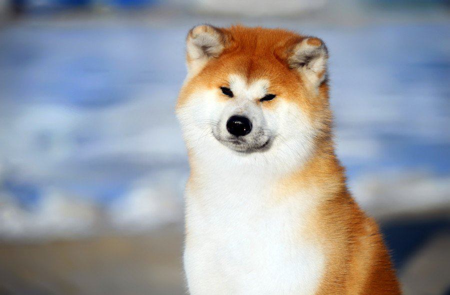 海外で人気のある犬種とは？日本犬も人気って本当？
