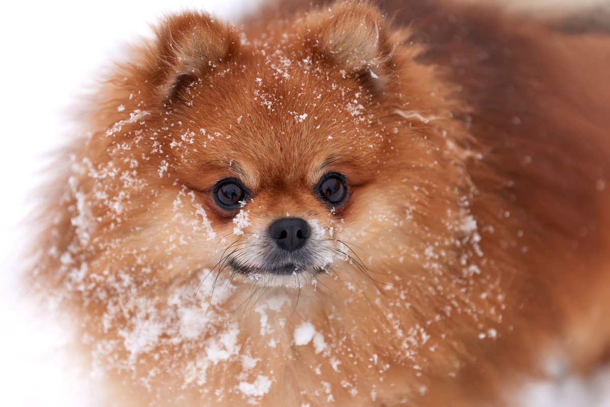 愛犬にさせてはいけない『雪道の散歩方法』4つ！トラブルから守るために飼い主がすべき対策