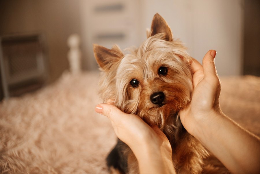 愛犬の死から立ち直るための４つの方法