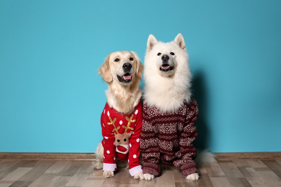 犬に冬服は必要？その必要性や活用法、おすすめ商品まで