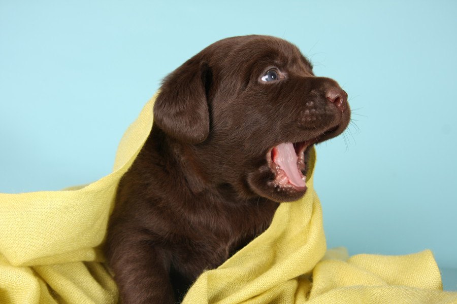 犬の鳴き声がもつ意味とは？犬の気持ちを理解してしつけや騒音対策に生かそう