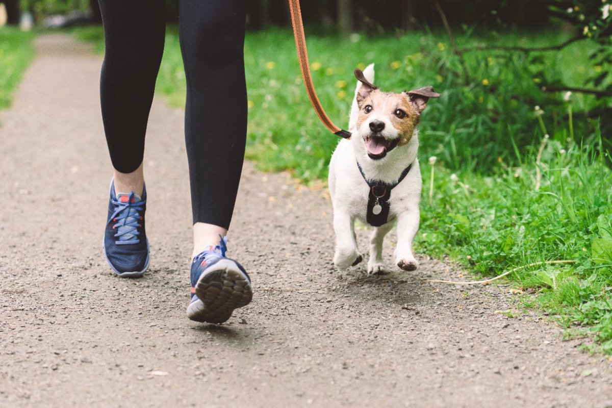 『運動がたくさん必要な犬種』９選　一日にどれぐらいの運動量が必要なの？