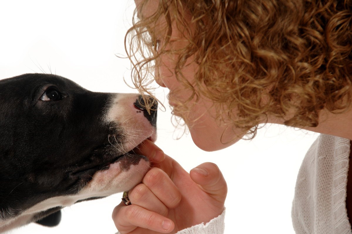 犬が人に対して『甘噛み』をする心理とは？6つの理由と改善すべきしつけ方
