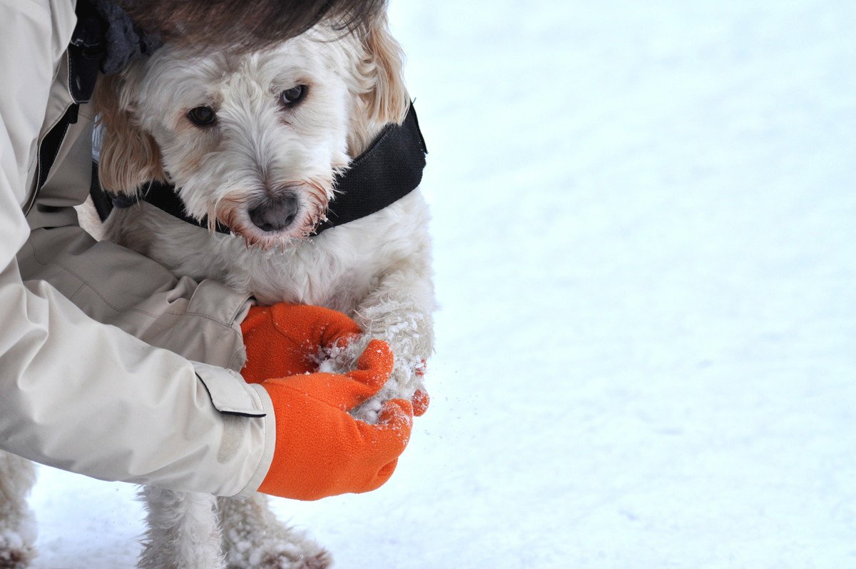犬も『しもやけ』になるの？　予防法や対処法に「肉球だけじゃないのか」「寒い季節は気をつけて」