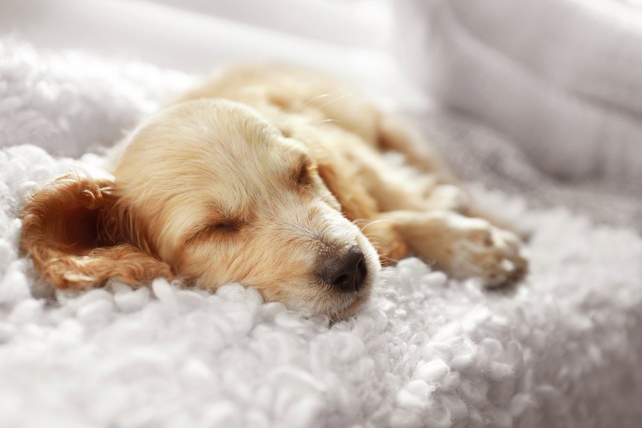 『睡眠不足の犬』の特徴２選！行動や体の変化を見極めるのが大切
