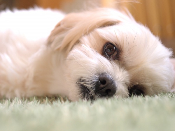 犬の頻尿の原因となる病気は？症状や治療法、対処法などを紹介