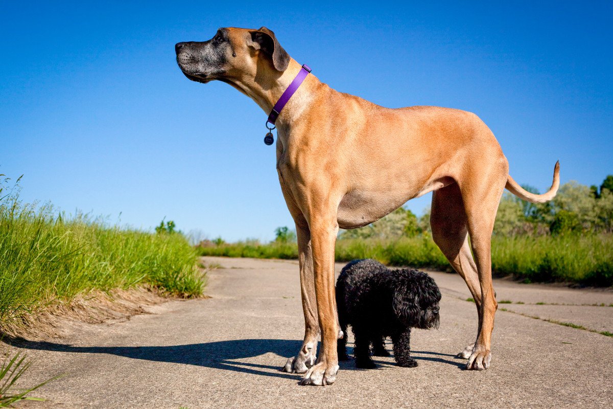 『最も大きな犬種』４選！ギネス登録された犬やその特徴に「一度は見てみたい」「憧れる」