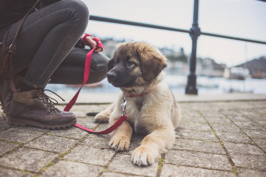 犬の散歩は本当に必要なのか？重要性と行かないリスクについて