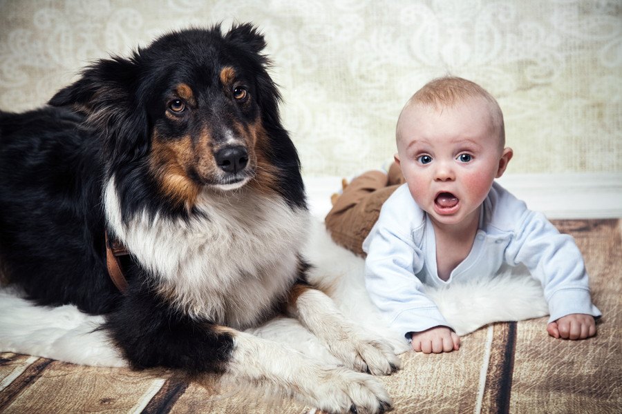 子供のいる家庭で犬を飼うときに考えたいこと３つ