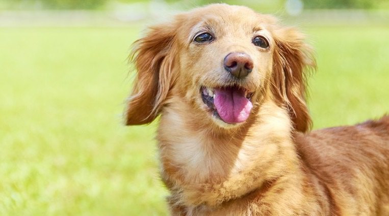 【あるある】小型犬の飼い主がよく経験する５つのこと